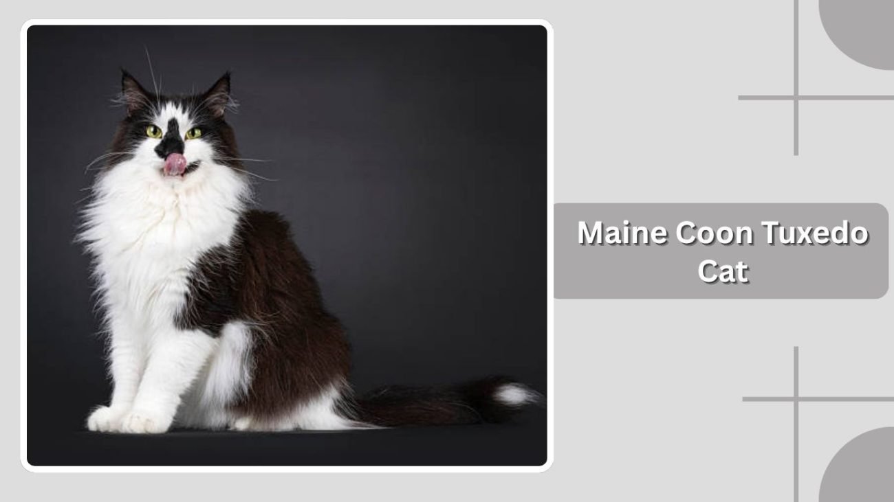 Maine Coon Tuxedo Cat