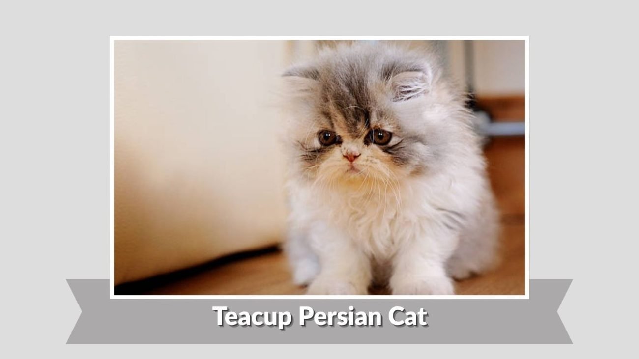 Teacup Persian Cat