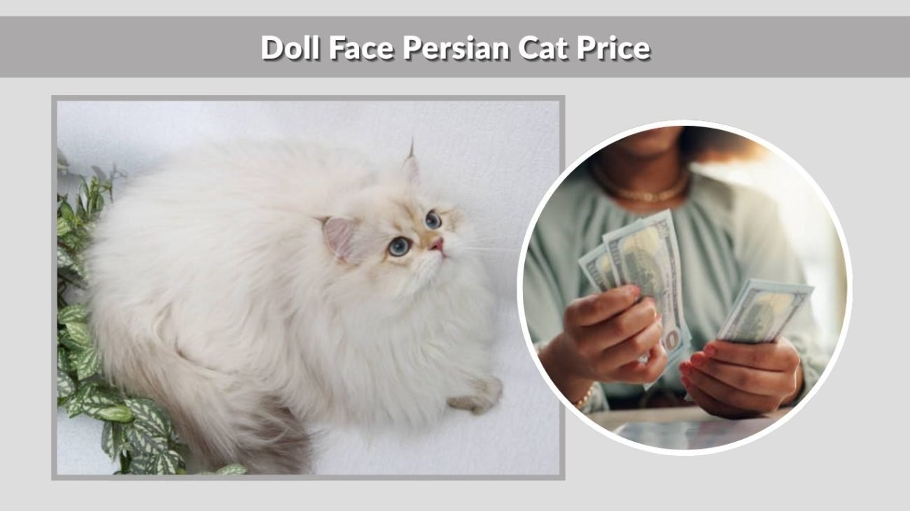 Doll Face Persian Cat Price