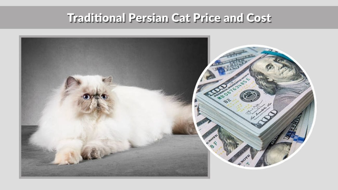 Traditional Persian Cat Price and Cost