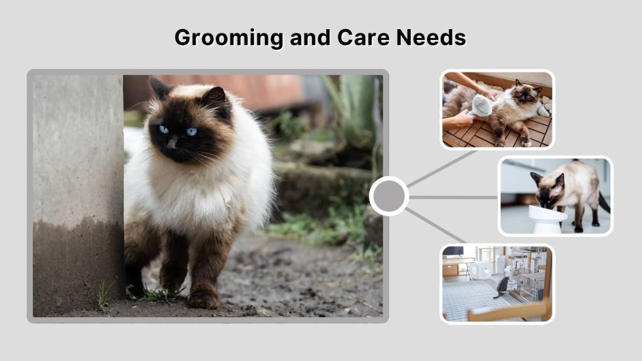 Grooming and Care Needs
