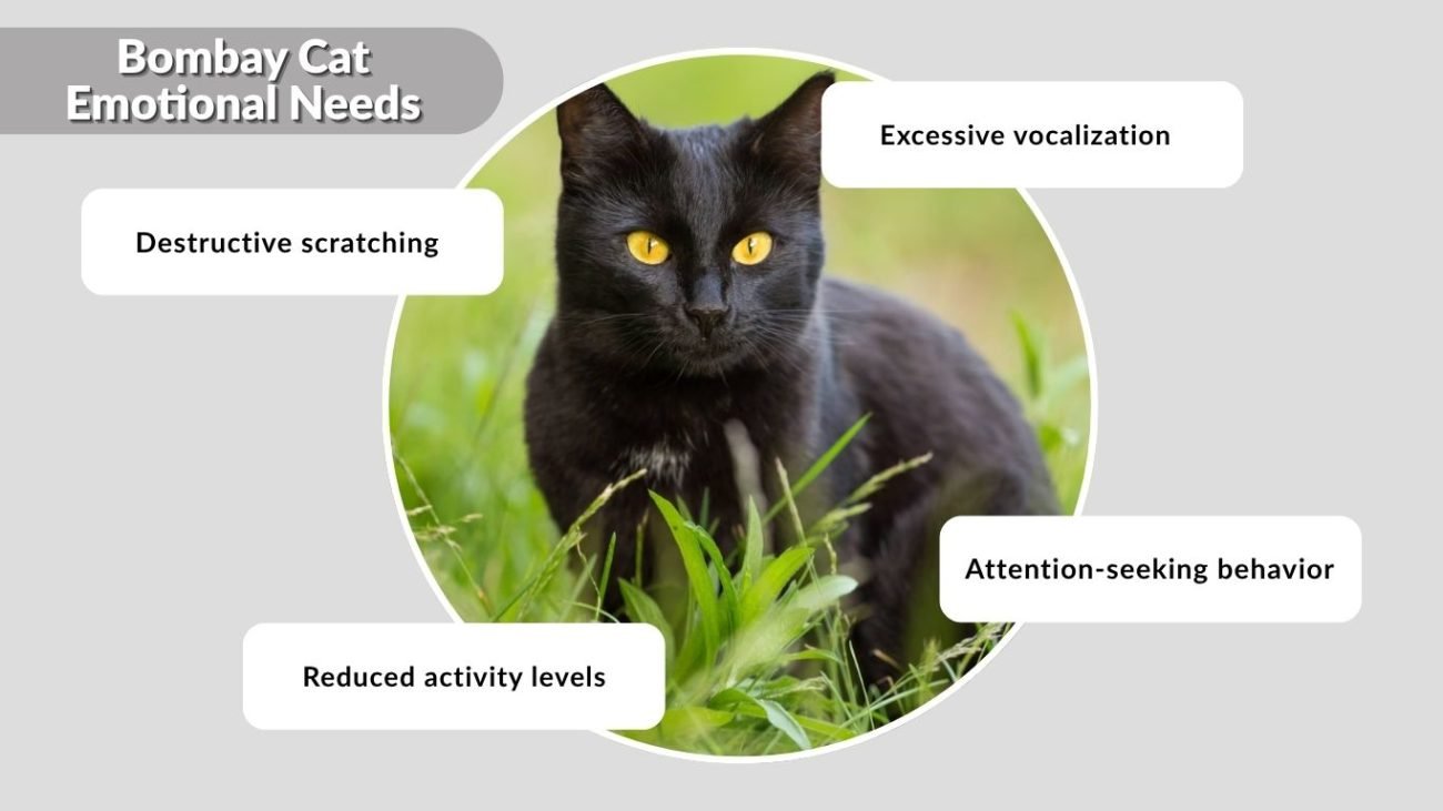 Bombay Cat Emotional Needs