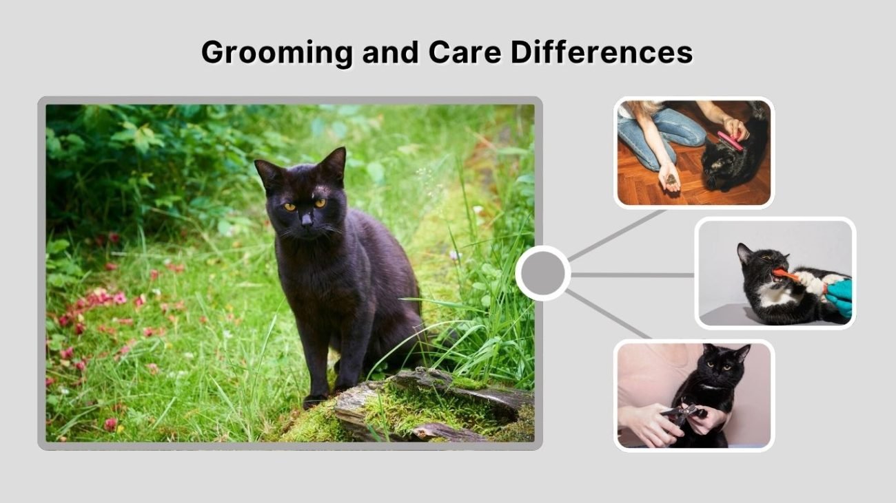 Grooming and Care Differences
