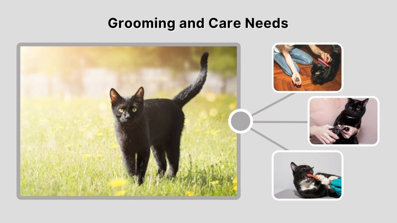 Grooming and Care Needs