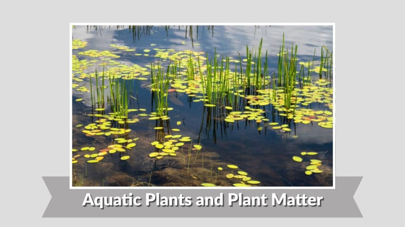 Aquatic Plants and Plant Matter