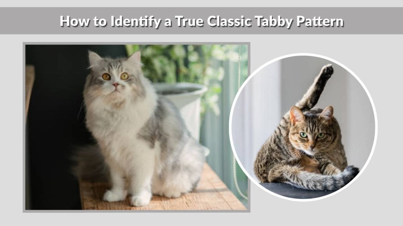 How to Identify a True Classic Tabby Pattern