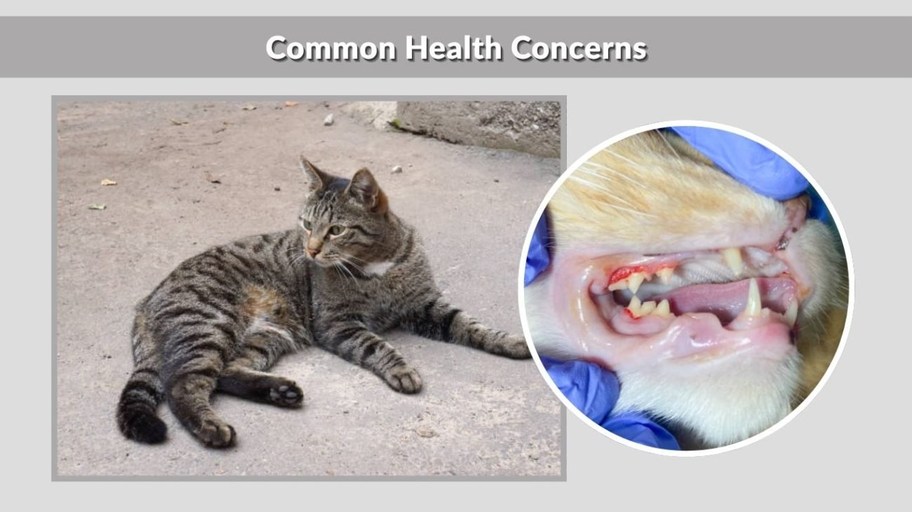 Common Health Concerns