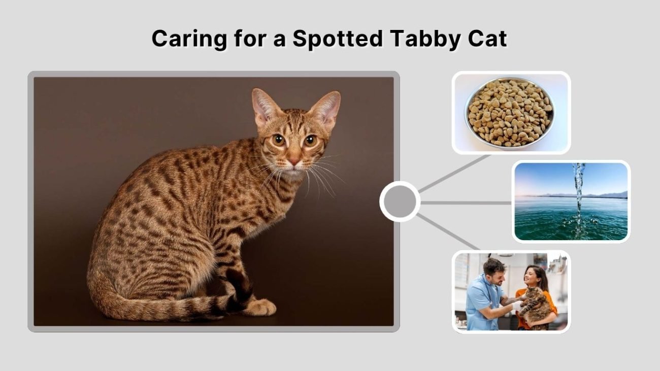 Caring for a Spotted Tabby Cat