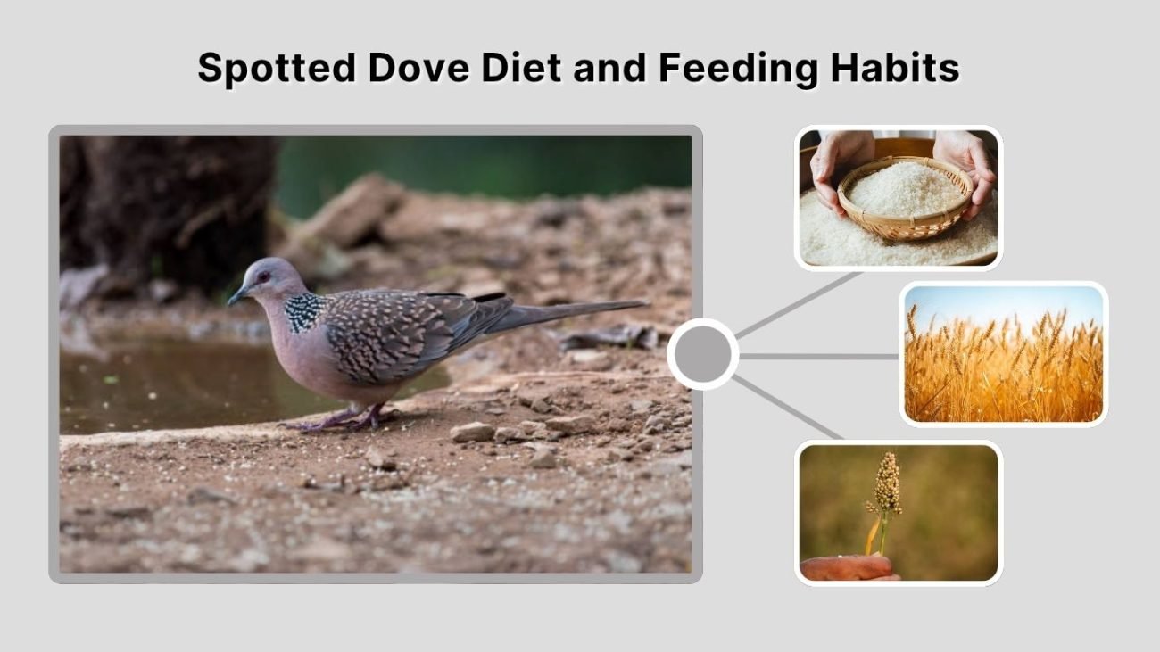 Spotted Dove Diet and Feeding Habits