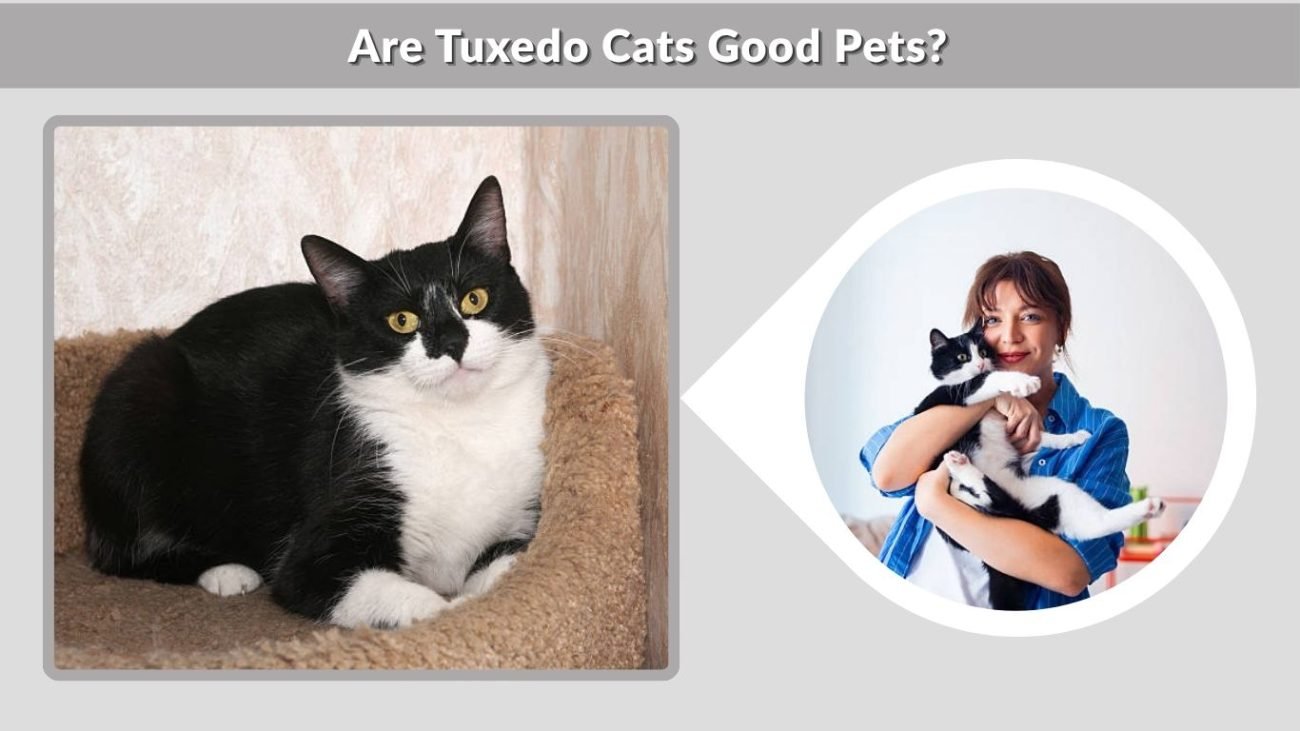 Are Tuxedo Cats Good Pets?
