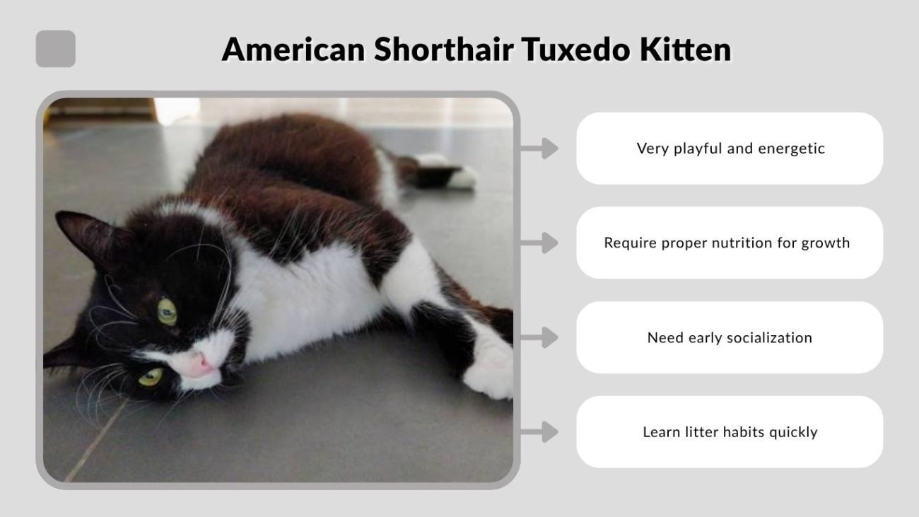 American Shorthair Tuxedo Kitten