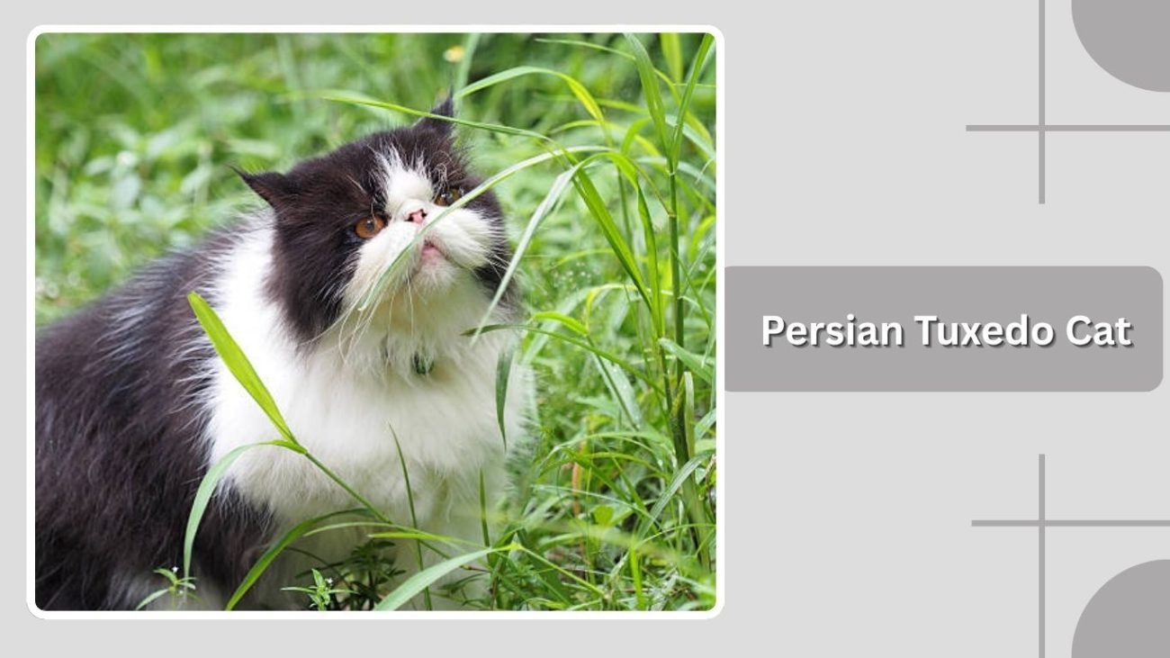 Persian Tuxedo Cat