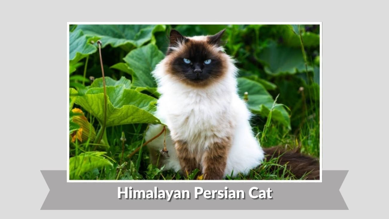 Himalayan Persian Cat