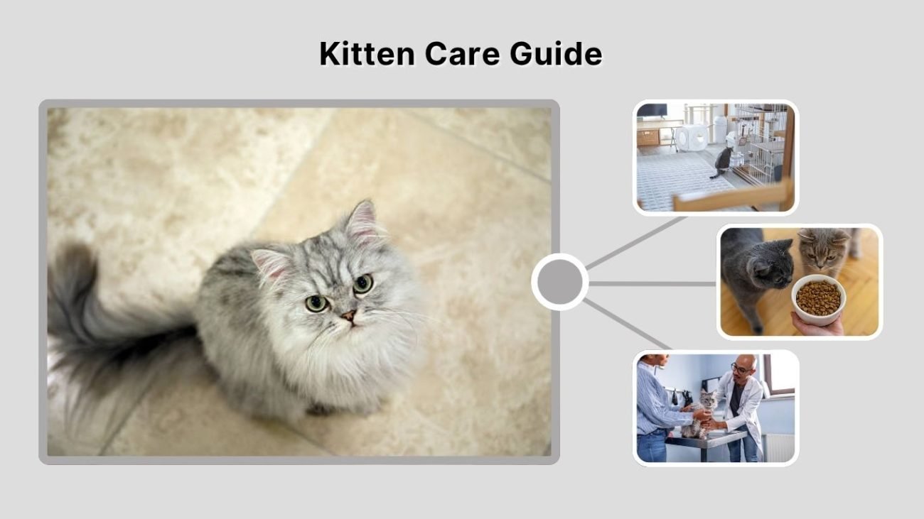Kitten Care Guide