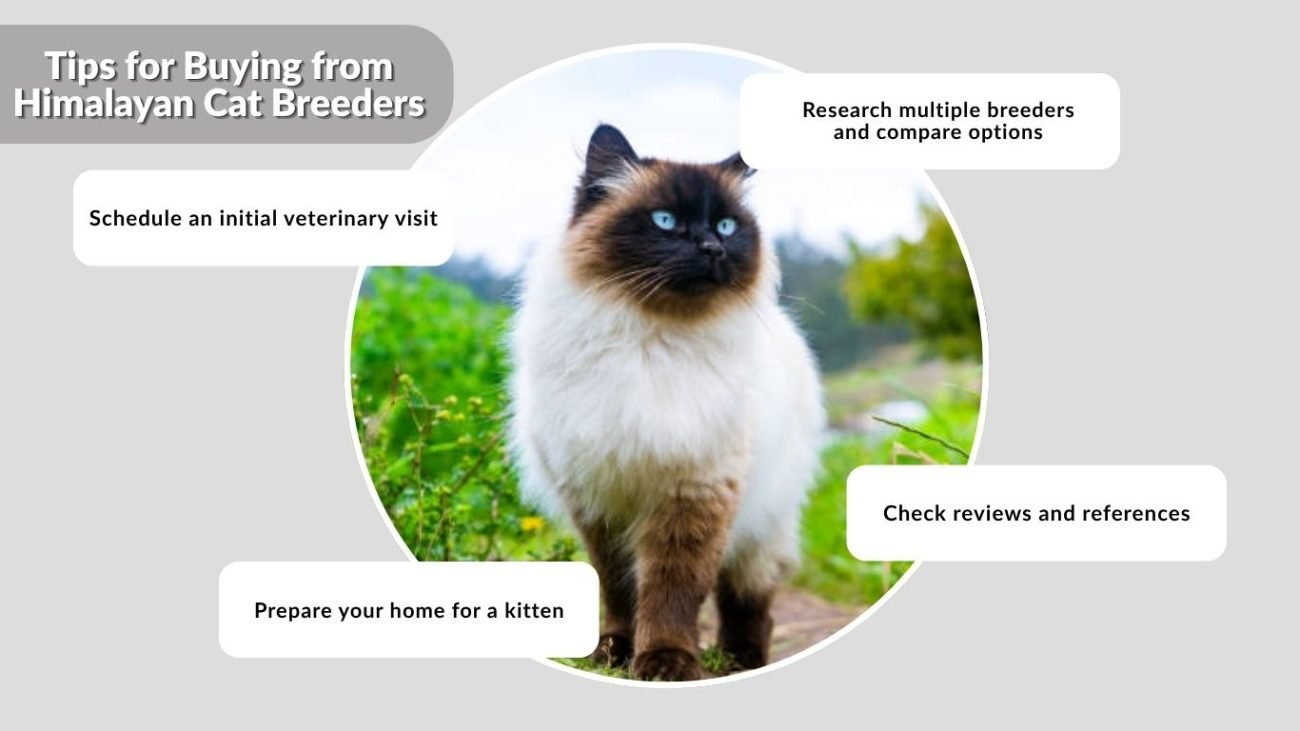 Tips for Buying from Himalayan Cat Breeders