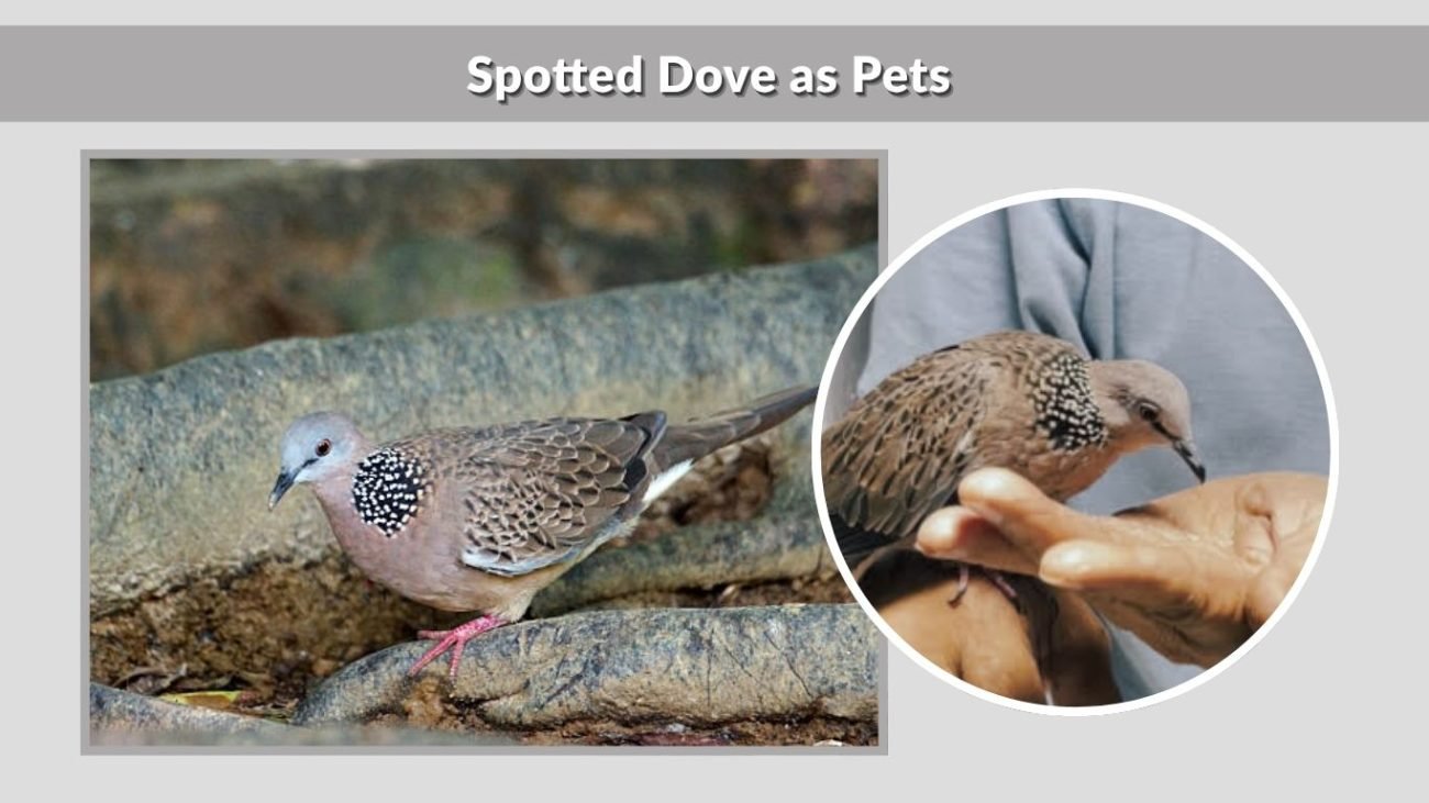 Spotted Dove as Pets (Buying & Care)