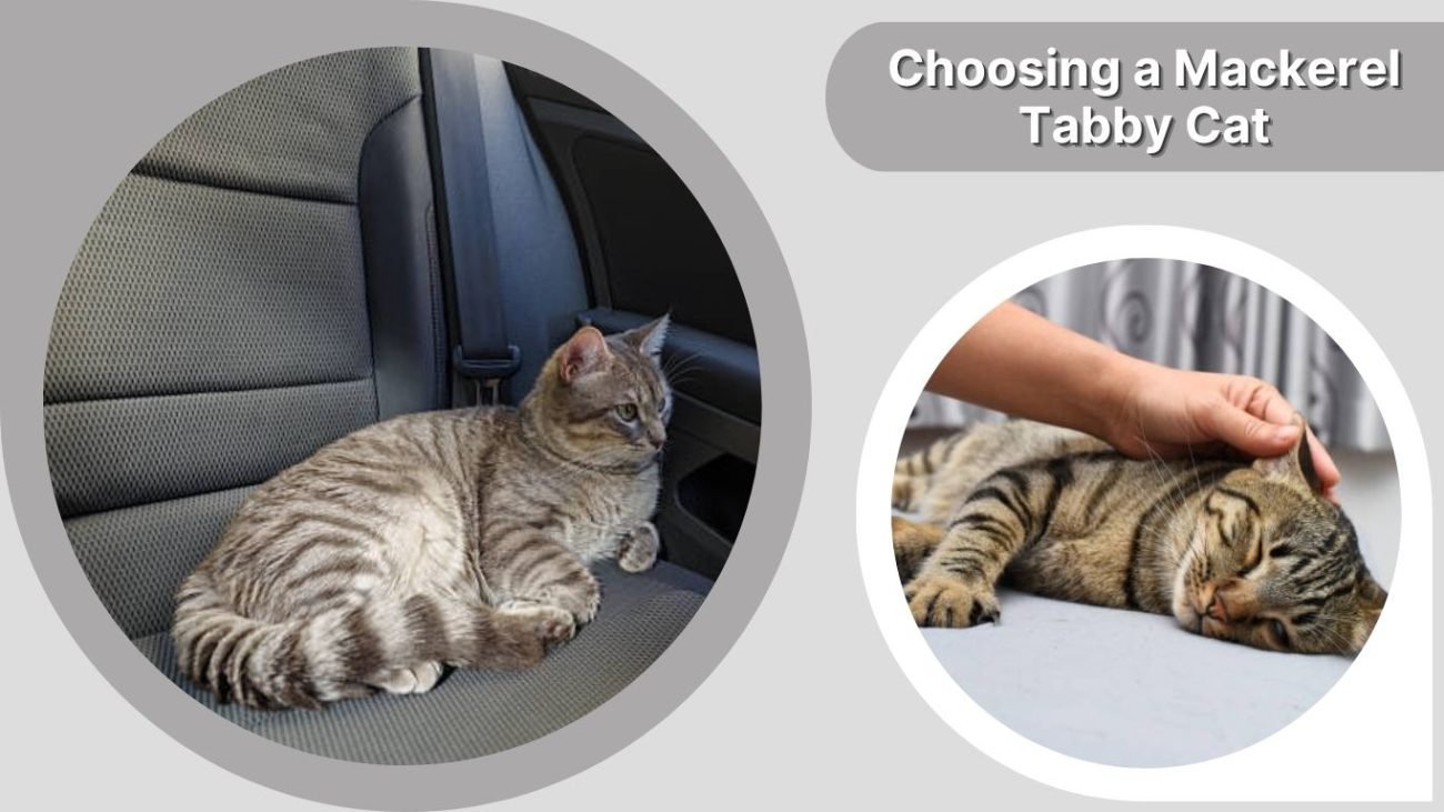 Choosing a Mackerel Tabby Cat