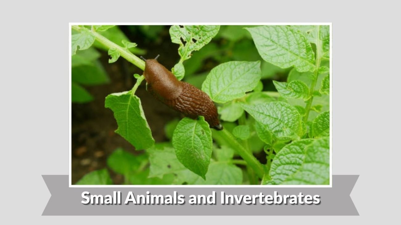 Small Animals and Invertebrates