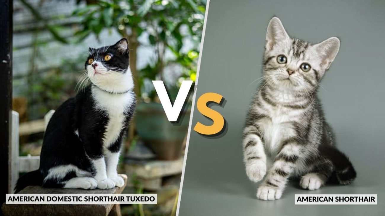 American Domestic Shorthair Tuxedo vs American Shorthair