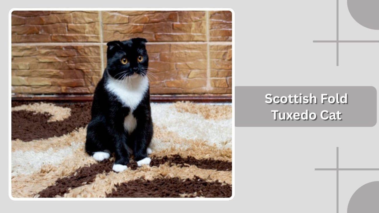 Scottish Fold Tuxedo Cat
