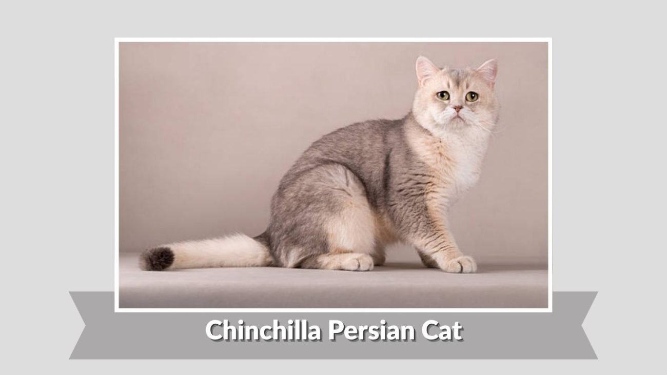 Chinchilla Persian Cat