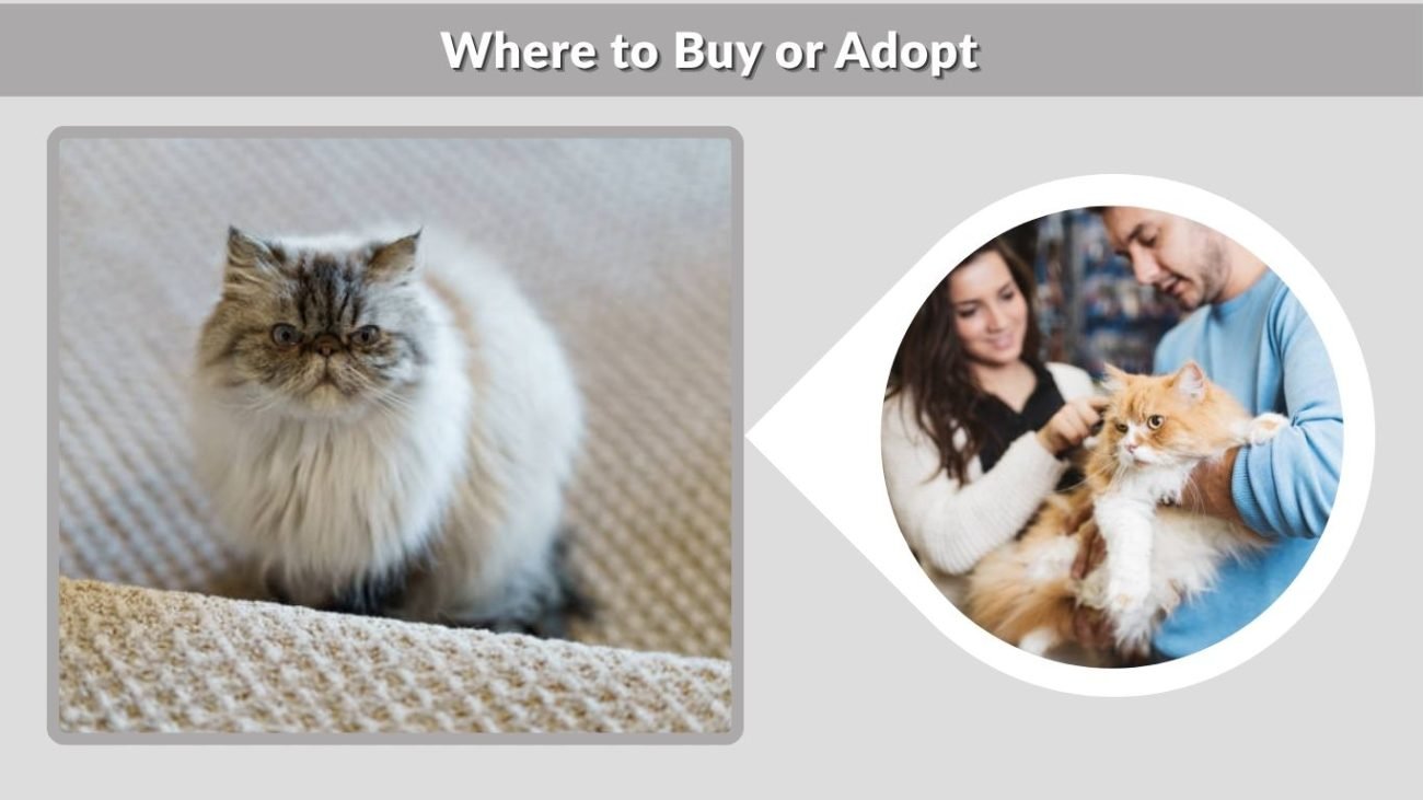 Where to Buy or Adopt