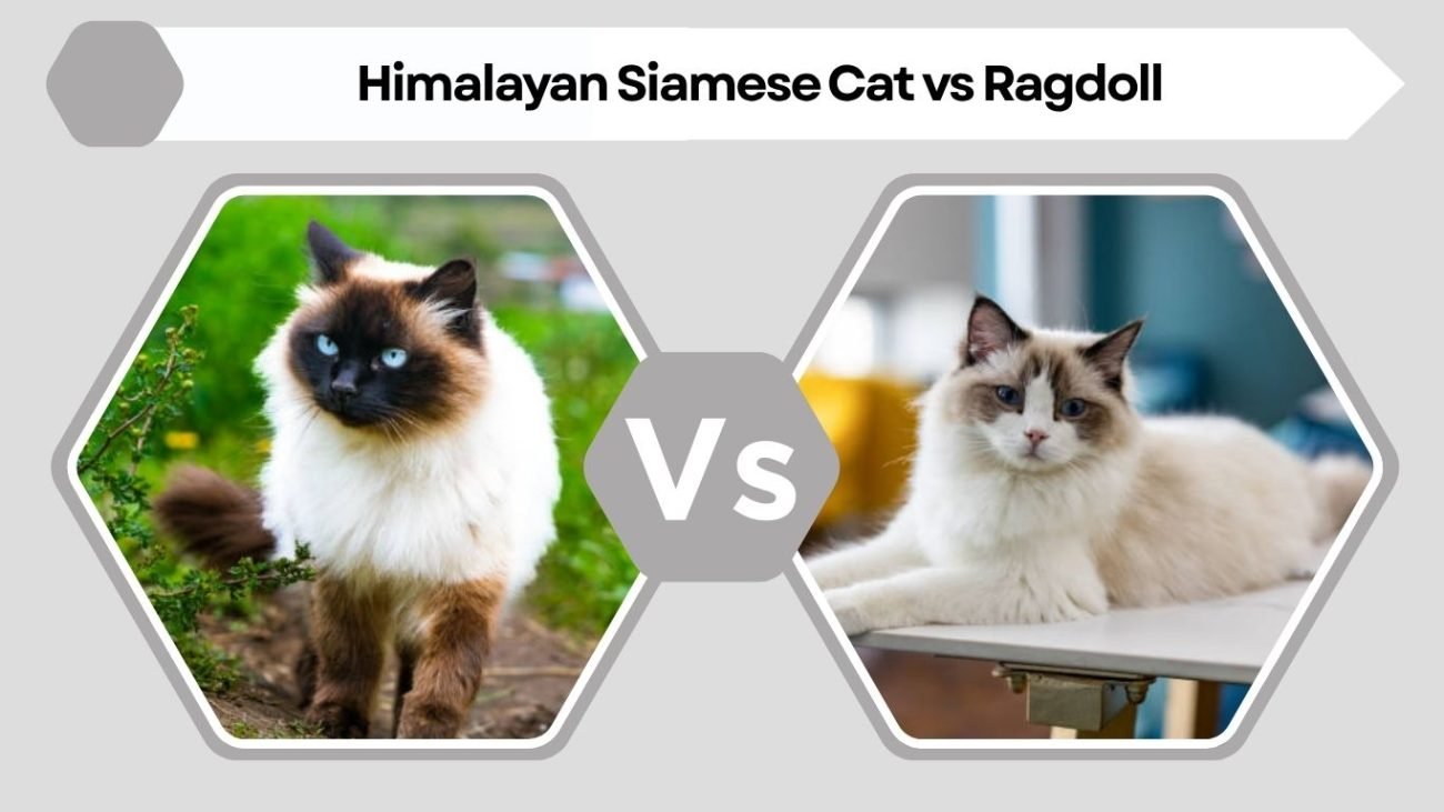 Himalayan Siamese Cat vs Ragdoll