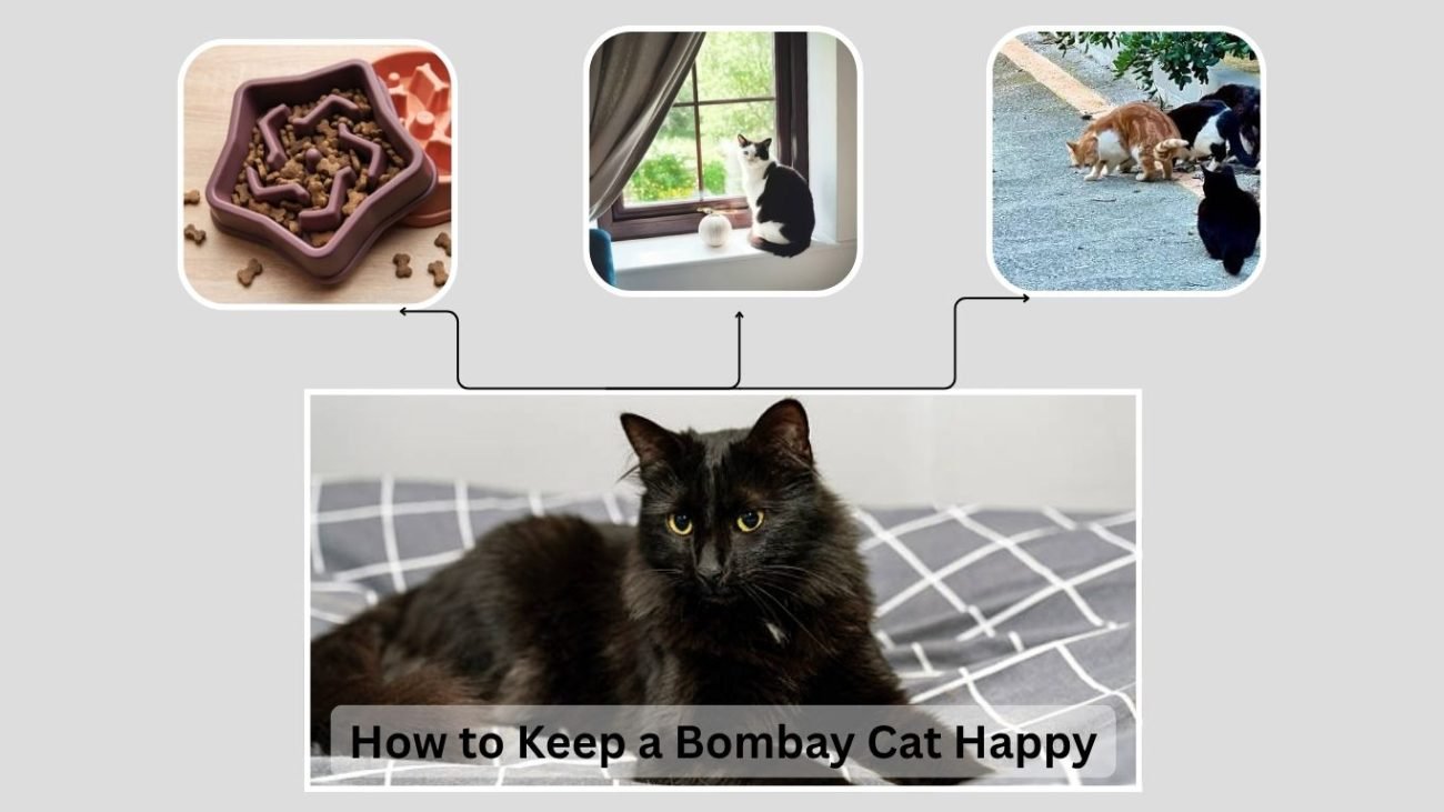 How to Keep a Bombay Cat Happy