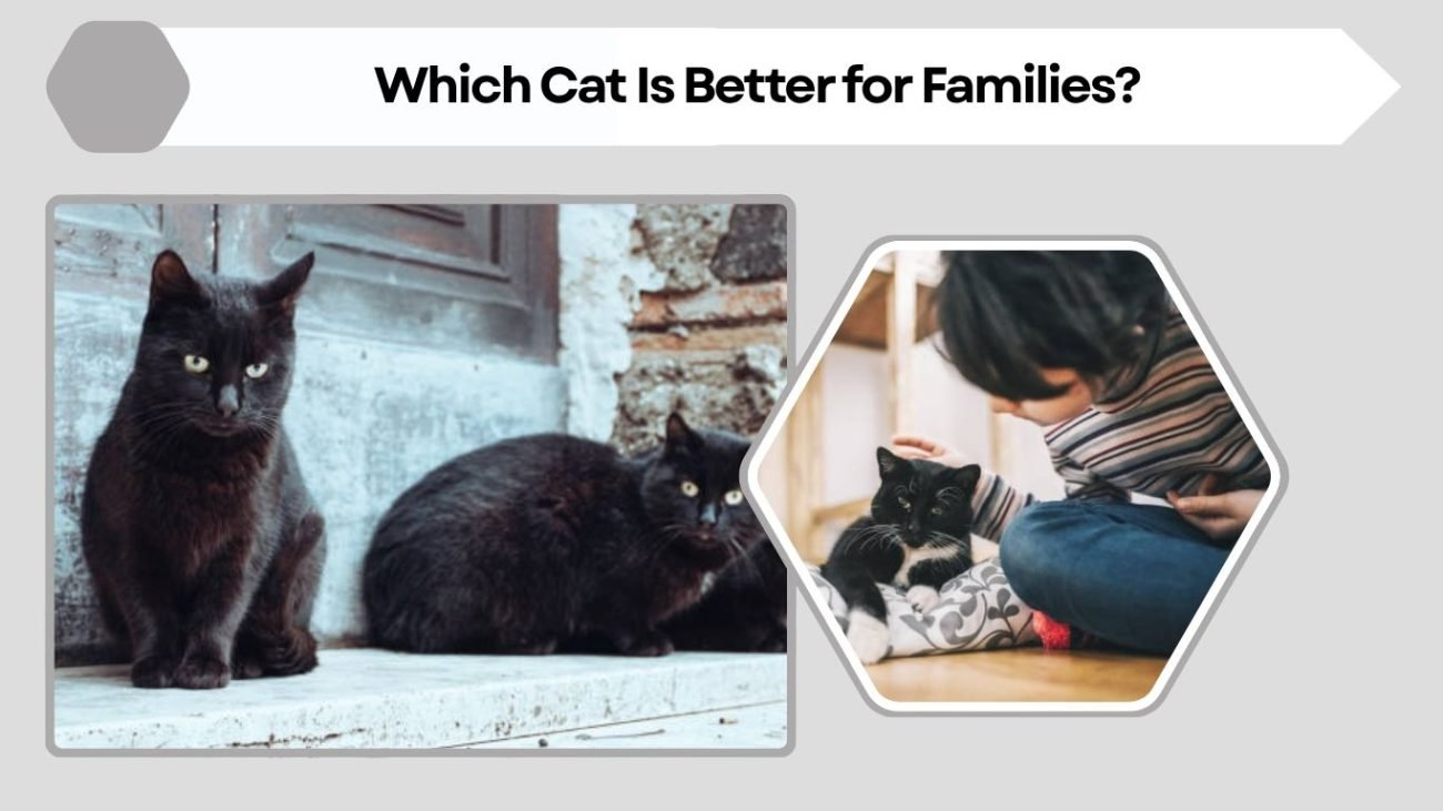 Which Cat Is Better for Families?