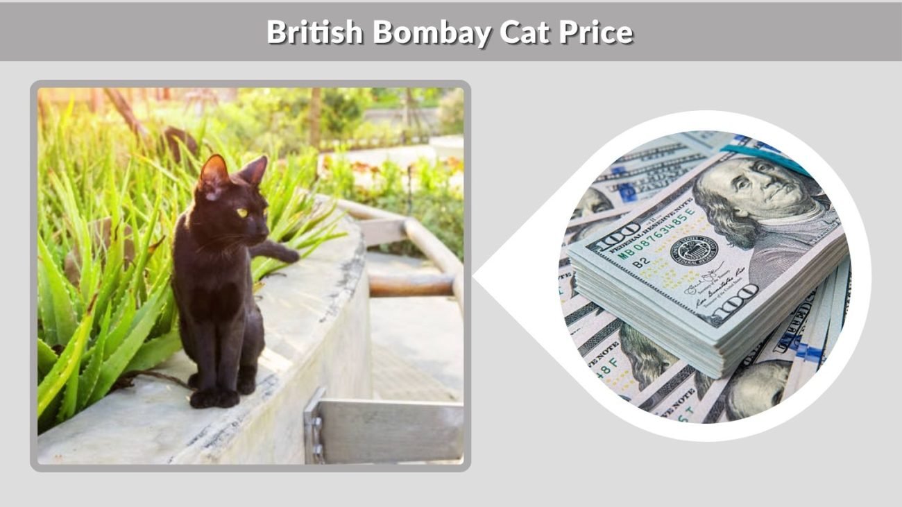 British Bombay Cat Price