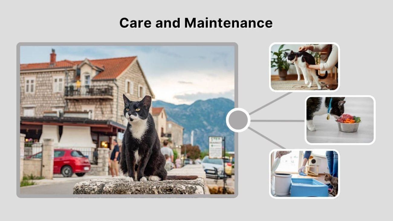 Care and Maintenance