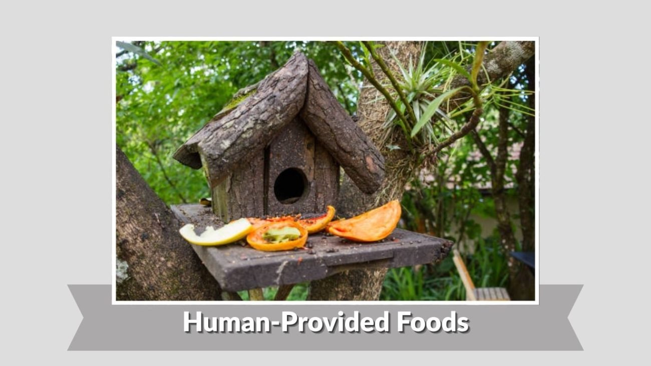 Human-Provided Foods