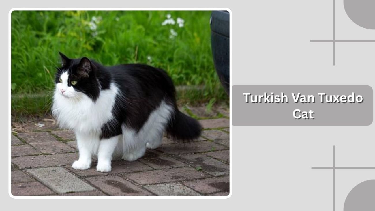 Turkish Van Tuxedo Cat