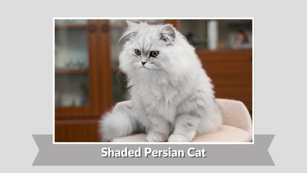 Shaded Persian Cat