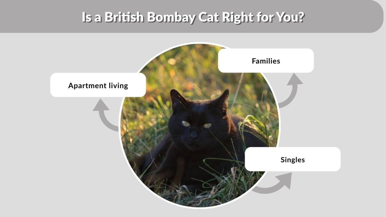 Is a British Bombay Cat Right for You?