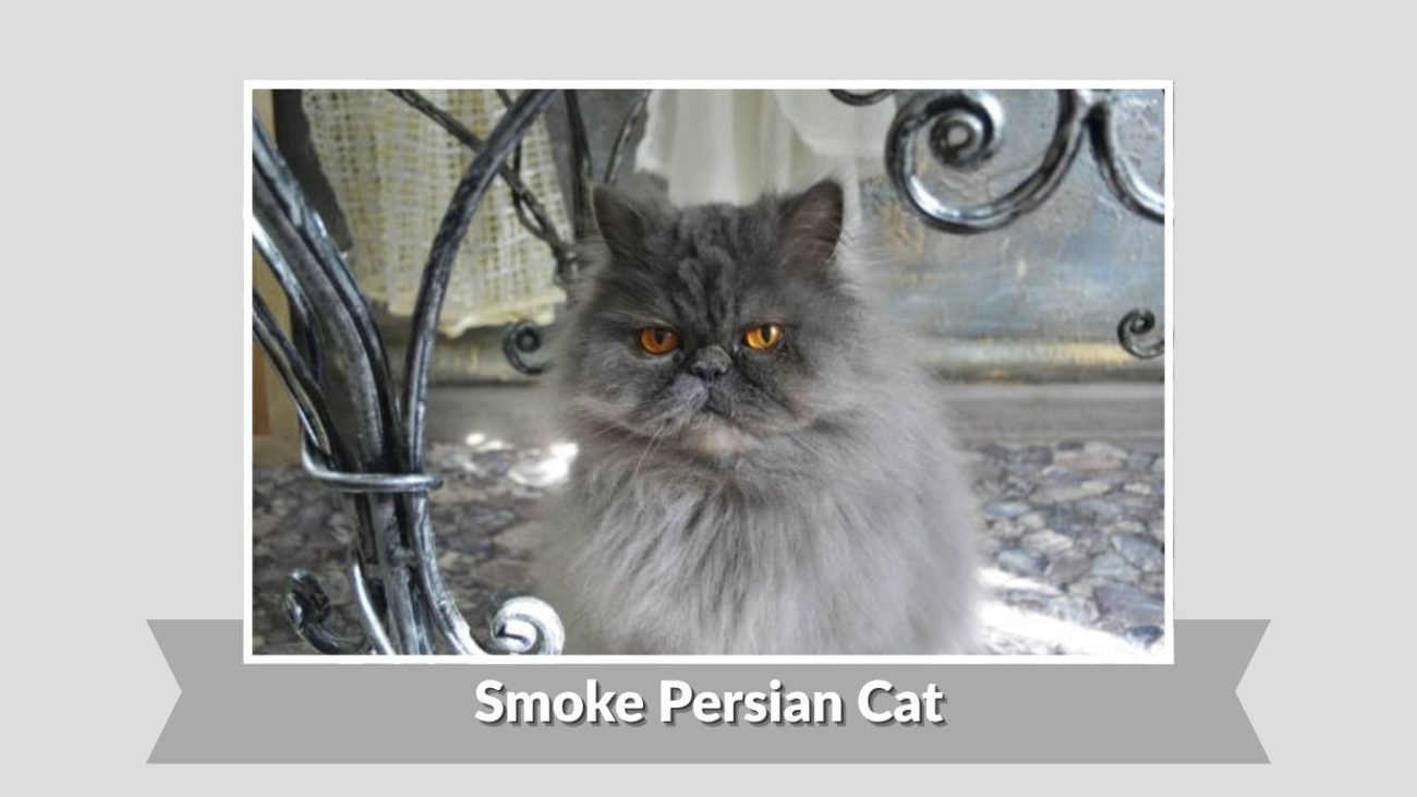 Smoke Persian Cat