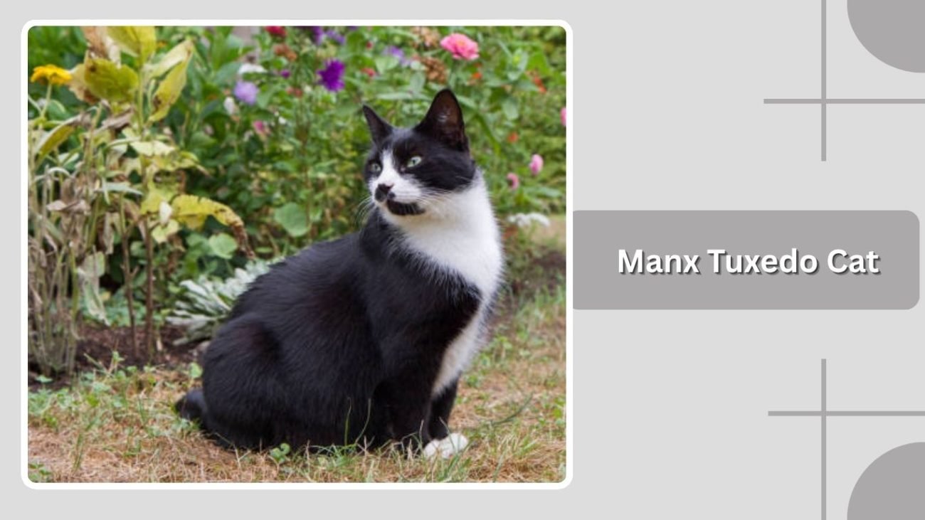 Manx Tuxedo Cat