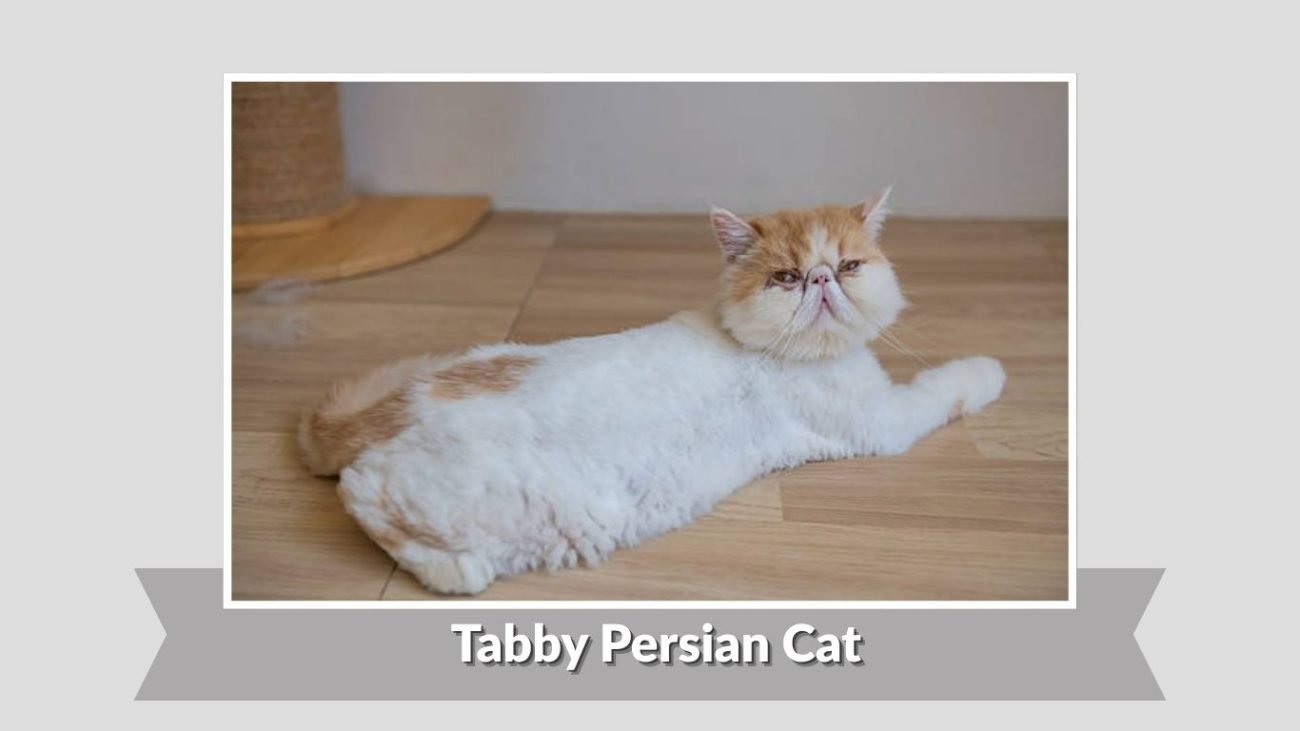 Tabby Persian Cat