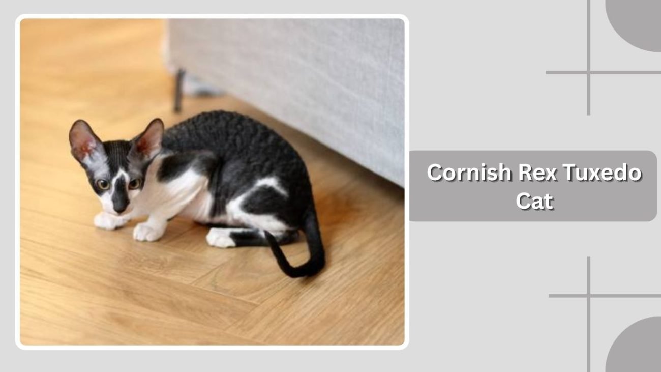 Cornish Rex Tuxedo Cat
