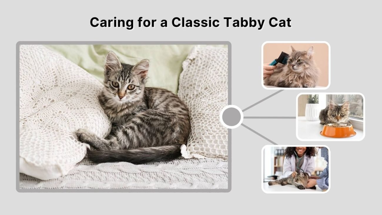 Caring for a Classic Tabby Cat