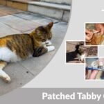 Patched Tabby Cat: Appearance, Personality and Facts