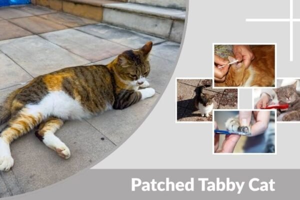 Patched Tabby Cat: Appearance, Personality and Facts