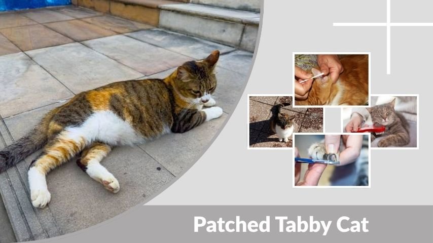 Patched Tabby Cat: Appearance, Personality and Facts