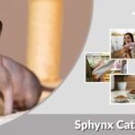 Sphynx Cat Personality, Health and Lifespan Guide