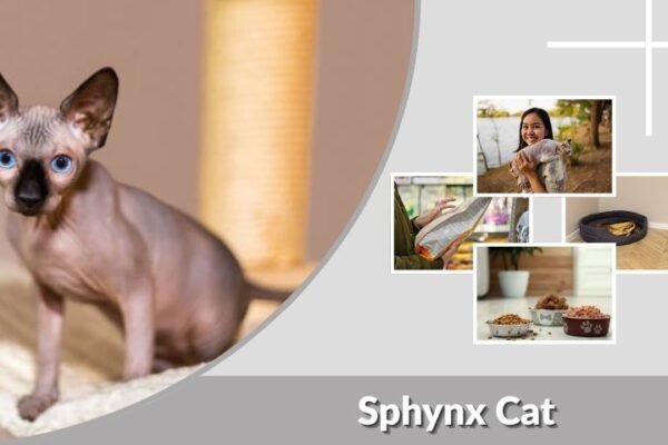 Sphynx Cat Personality, Health and Lifespan Guide