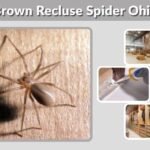 Brown Recluse Spider Ohio: Identification and Safety