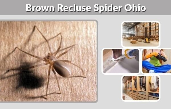 Brown Recluse Spider Ohio: Identification and Safety