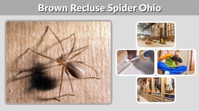 Brown Recluse Spider Ohio: Identification and Safety