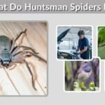 What Do Huntsman Spiders Eat? Diet and Hunting Facts