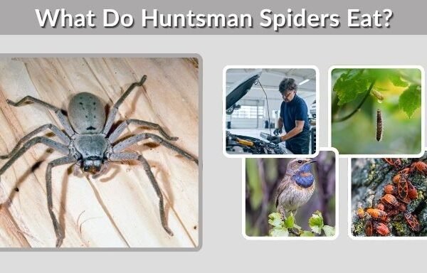 What Do Huntsman Spiders Eat? Diet and Hunting Facts